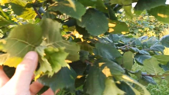 Фундук на Закарпатті. Трапезунд знову радує. смотреть онлайн