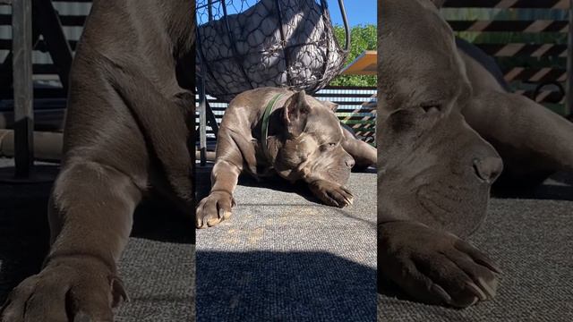 Тортилла 🥰#tttt #cane #canecorso #канекорсо #canecorsoitaliano #канекорсоитальяно смотреть онлайн
