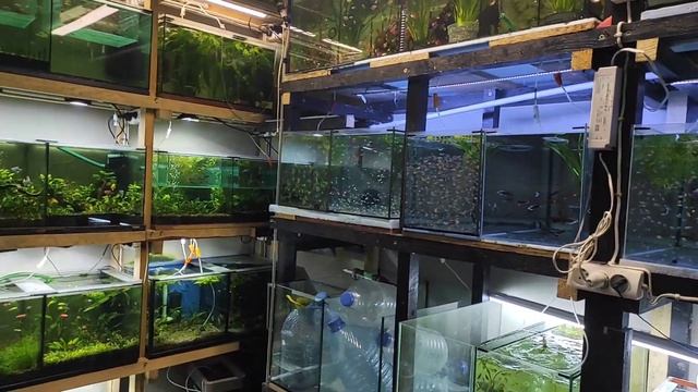 Ажиотаж на разводне) смотреть онлайн