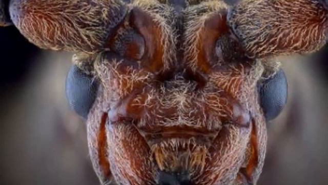 Creepy Monsters Photos Of Insects At High Magnification Жуткие монстры фото насекомых