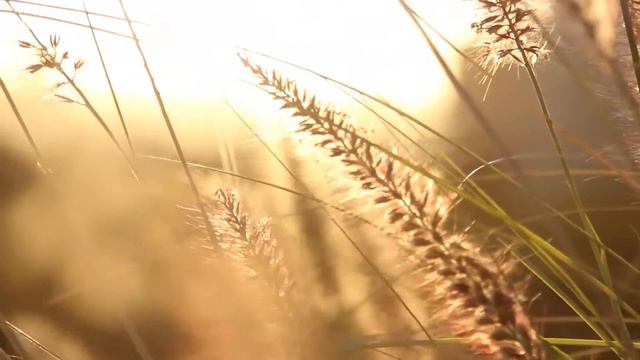 В память о Князе (по мотивам «The Rains Of Castamere» и «Слово о полку Игореве»)