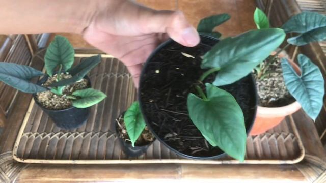 Perbedaan alocasia BISMA dan Reginae смотреть онлайн