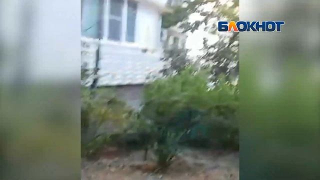 Новороссийск Крысы у подъезда смотреть онлайн