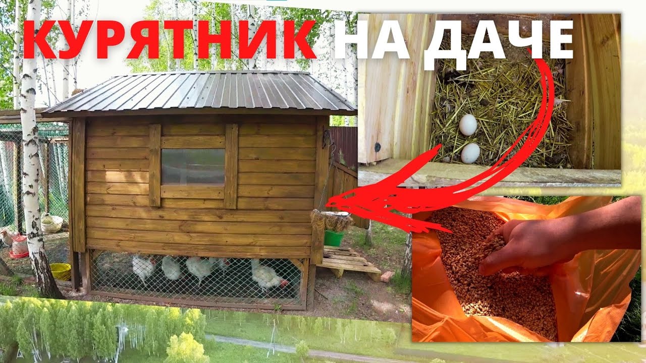 Куриные новости на Дачном участке сезон 3_ уход и кормежка пшеницей смотреть онлайн
