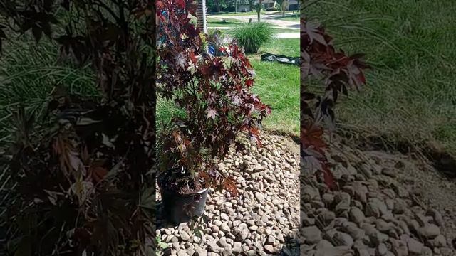 A job in South Euclid, OH. This job is a landscape enhancement. смотреть онлайн
