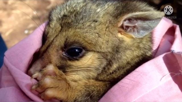 Шок! Фермер заглянул в гнездо к утке, которая высиживала яйца, то что он там обнаружил невероятно смотреть онлайн