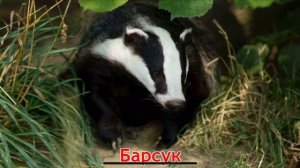 Карточки Домана Часть 2 Лесные звери!