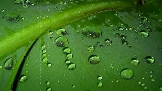 lisc.wmv смотреть онлайн