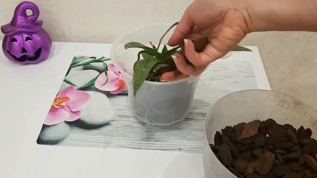 эта ПЕРЕСАДКА ОРХИДЕИ самая простая и ЭФФЕКТИВНАЯ | Orchid Phalaenopsis Su's Glad Kid 'Blue' орхиде смотреть онлайн