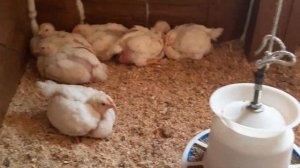 Курятник для цыплят бройлеров...