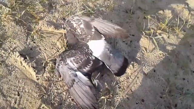 Ловля голубя поплавочной удочкой на кукурузу смотреть онлайн