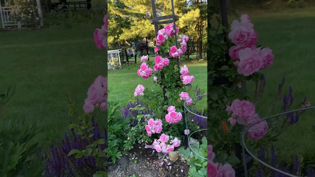 Jasmina Climbing Rose смотреть онлайн