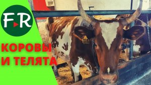 Содержание молочных коров. Содержание телят в индивидуальных домиках и загонах. КФХ Овсянникова