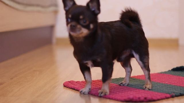 Учим собаку трюку «Бум» (не из аджилити??) смотреть онлайн