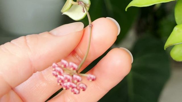 🌺 Hoya Bakoensis | Care Tip | HOYA BLOOM | Peduncle Growth | Shape | Flower Duration | Scent