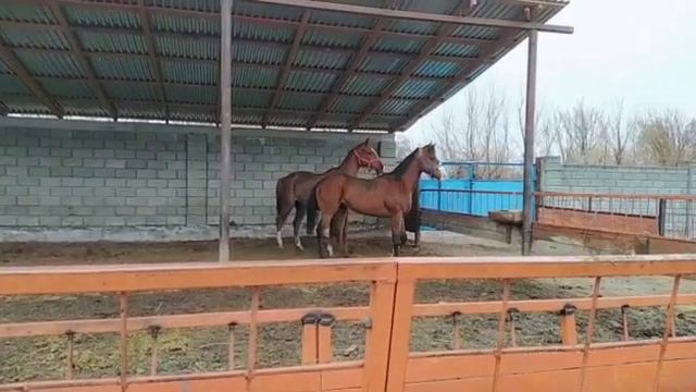 Красивые Лошади . смотреть онлайн