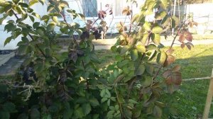 Осенняя обрезка ремонтантной ежевики