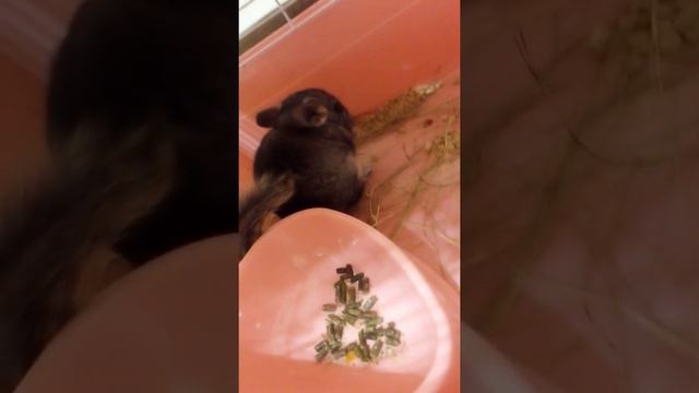 Наша шиншилла по имени Рома. смотреть онлайн