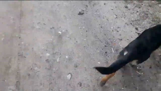 Ненси и Ника на прогулке смотреть онлайн
