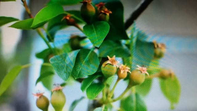 Песня "Беда" (Я несла свою беду) Владимира Высоцкого смотреть онлайн