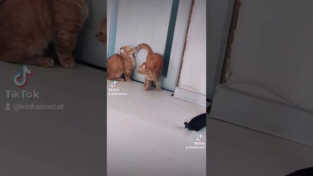 кинкалоу, редкие кошки, котята, любовь смотреть онлайн
