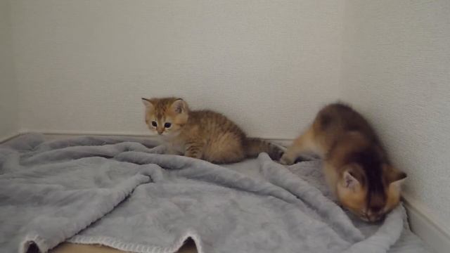 The reaction of the kittens Chai and Mocha when I surprised them was too cute смотреть онлайн