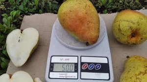 Груша Мадам Бале.