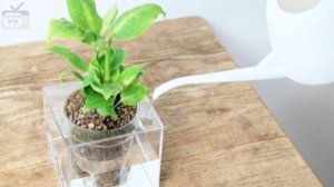 Фитильный полив - сделать своими руками или выбрать кашпо с автополивом?