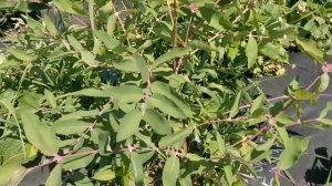 Жимолость Гордость Бакчара.