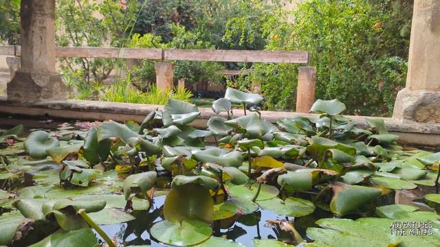 Jardi Del Bisbe (The Bishops Garden) in Palma, Majorca, The Balearic Islands. смотреть онлайн