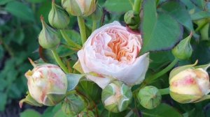 Пионовидная английская роза Джульетта