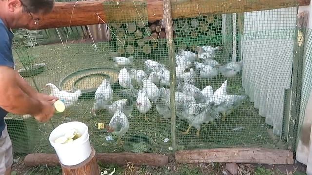 Когда и как убирать репчатый лук с грядки чтобы дольше, хорошо хранился зимой. смотреть онлайн