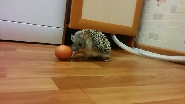 Еж куриное яйцо. прикол. милые ежики.Очень Смешное видео - ушастый еж и яйцо. смотреть онлайн