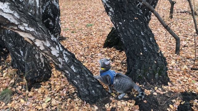 Кошка из приюта попала в семью и теперь выгуливает нас смотреть онлайн