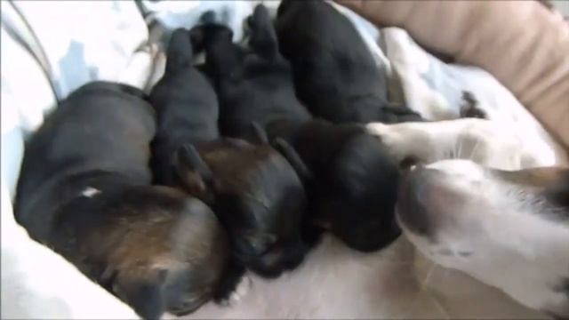 Обзор видео- рыжий енот валяется в снегу, собачка качает головой, собака ест банан, щенята кушают, смотреть онлайн