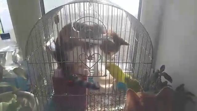 Кот в клетке смотреть онлайн