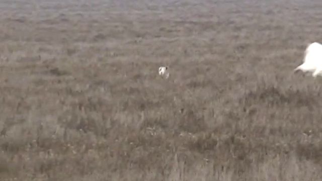 РПБ Кубок Резвости  Hunt With Russian Borzoi (The Cup In Kalmykia)
