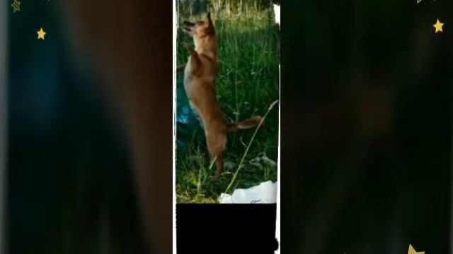 Рэт терьеры