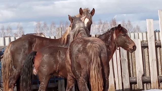 #Лошади #Жеребец производитель Советский тяжеловоз смотреть онлайн