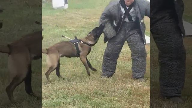 Klassik Allert Rufus protection training смотреть онлайн