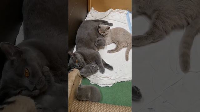 британские котята смотреть онлайн