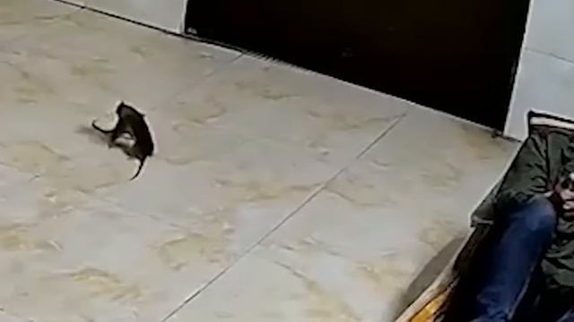 ОНА НЕ ЗНАЛА, ЧТО ЕЁ СНИМАЕТ КАМЕРА, И СДЕЛАЛА ЭТО. 200 НЕВЕРОЯТНЫХ МОМЕНТОВ смотреть онлайн