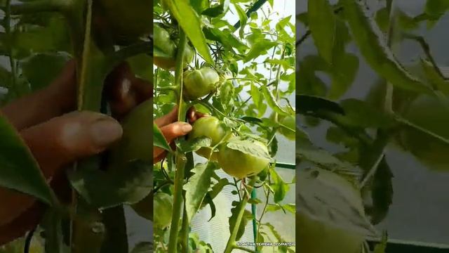 Болгарский Гигант?(Bulgarische Riesentomate) #помидоры #сад #огурцы #томаты #семенатоматов #dwarf смотреть онлайн