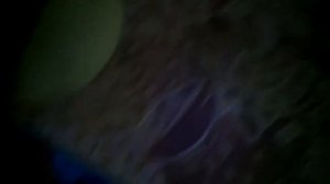 Что надо хомяку