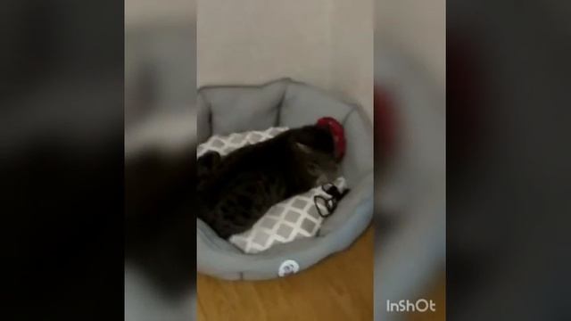 Эх, мне нечего делать на карантине!ЗАТО МОЙ КОТ БЕСИТСЯ! смотреть онлайн
