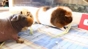 БЕСПЛАТНО! Лакомство Для Морских Свинок / Лайфхак ЖАДИНЫ