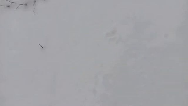 Лес до снегопада и после. Мгновенная смена времен года. смотреть онлайн