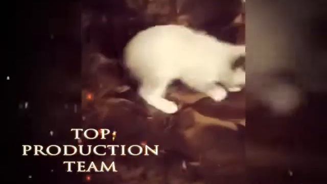 Реакция кота на мячик с кошачьей мятой смотреть онлайн