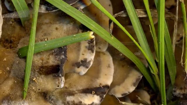 Bjerkandera sp смотреть онлайн