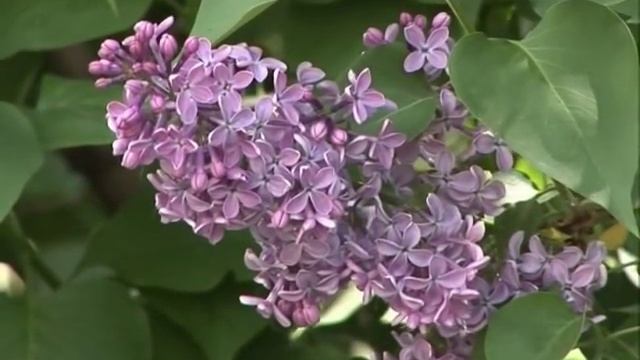 Студия Маркел - Одинокая ветка сирени.avi (инструментал) смотреть онлайн